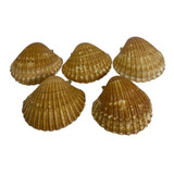 Concha Shell Casquinha De Siri Vieira Natural 60un Grande