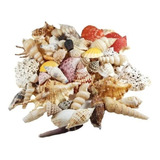 Conchas Do Mar Naturais Combo C 03 Kits 360 Gramas Cada
