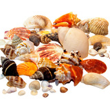 Conchas Marinhas Artesanat Mix Diversas Decoração Aquário Nf