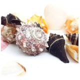Conchas Marinhas Naturais Diversas Decoração Artesanato 360g