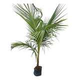 Coqueiro Anão Plantas Formadas Com 1 5 Mt De Altura