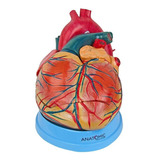 Coração Humano Ampliado 3x O Tamanho