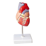 Coração Tamanho Natural Modelo Anatômico Com