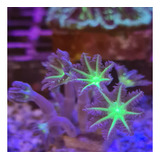 Coral Clovers Papaya muda