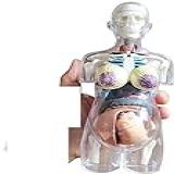 Corpo Humano Transparente Uso Anatômico Grávida