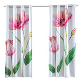 Tulipa