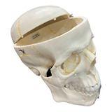 Anatomic