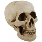Cranio Caveira Grande Tamanho Real Em Resina Decorativo