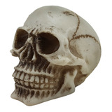Crânio Caveira Pequeno Esqueleto Decoração Em