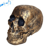 Crânio Caveira Tamanho Real Einstein Decorativo Resina
