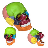 Cranio Colorido Didatico Para Estudo