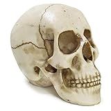 Crânio Da Vinci Grande Rachado Trincado Escultura Realista