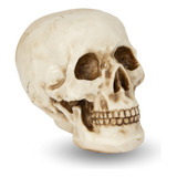 Cranio Humano Caveira Resina Decoração Replica Real Grande