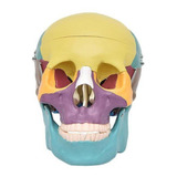 Crânio Humano Colorido Em 3 Partes Modelo Anatomia
