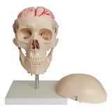 Cervical