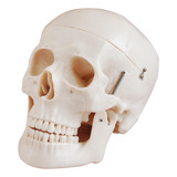 Cranio Humano Em Tamanho Real Versão Deluxe