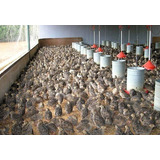 Criação De Codornas Cotonicultura Aprenda A Criar