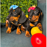 Dachshund Basset Mini