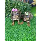 Dachshund Basset Mini