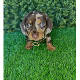 Dachshund Basset Teckel