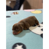 Dachshund Chocolate Fêmea Teckel Mini Basset Salsicha Cofap