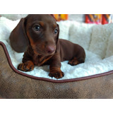 Dachshund Chocolate Filhote Disponível Com Pedigree