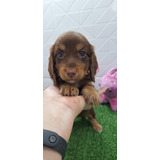 Dachshund Mini Teckel Excelente Linhagem Cofap salsichinha