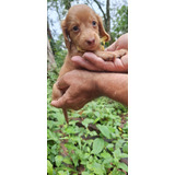 Dachshund Miniatura Pelo Longo teckel 