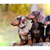 Dachshund Teckel Basset Arlequim Macho Mini
