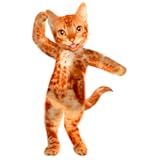 Dança Gato Falante