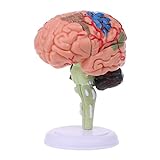 DEARLOYEA Modelo Anatômico Do Cérebro Humano