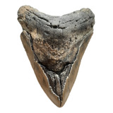 Dente De Tubarão Megalodon Fóssil Natural Serrilhado Dos Eua