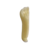 Dentistica