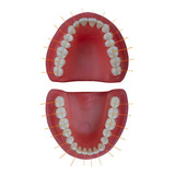 Dentistica
