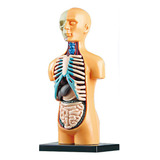 Desmontar Órgãos Internos Corpo Humano Manequim Modelo D