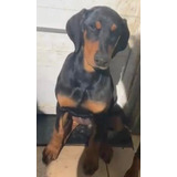 Doberman Cães Filhotes Com Pedigree