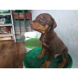 Doberman Cães Filhotes Com Pedigree