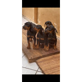 Doberman Filhotes De Caes Com Pedigree