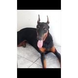 Doberman Filhotes De Cães Com