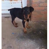Preta