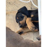 Doberman
