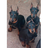 Doberman