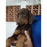 Dobermann Filhotes Já Vacinados
