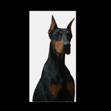 Dobermann Macho