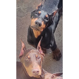 Dobermann