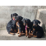 Dobermann