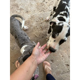 Dogue Alemão Lindos Filhotes Pais Com Pedigree Microchip