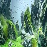 Dtekoj Fundo De Aquário Marinho Fundo De Tanque De Peixes Com Paisagem Verde Rocha Do Mar Fundo De Terrário Com Foto De Natureza 122 X 61 Cm Com Fita Dupla Face De 8 EVA