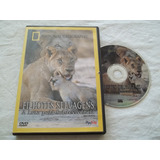 Dvd National Geographic
