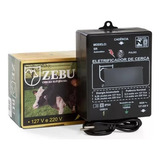 Zebu